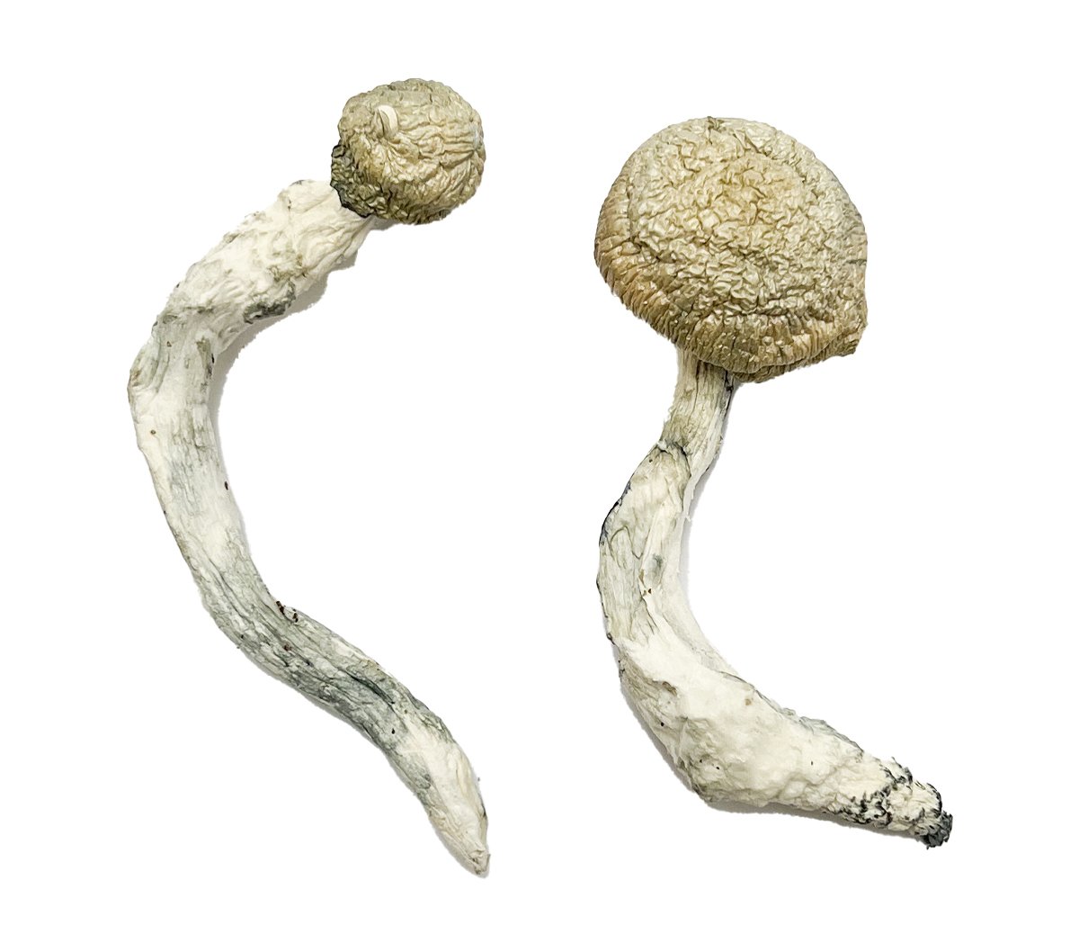 Buy Thrasher Magic Mushrooms Buy Thrasher Magic Mushrooms