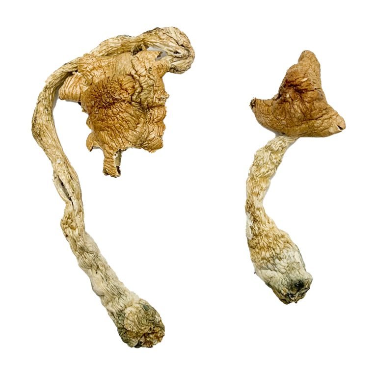 buy psychedelic mushroom online buy psychedelic mushroom online