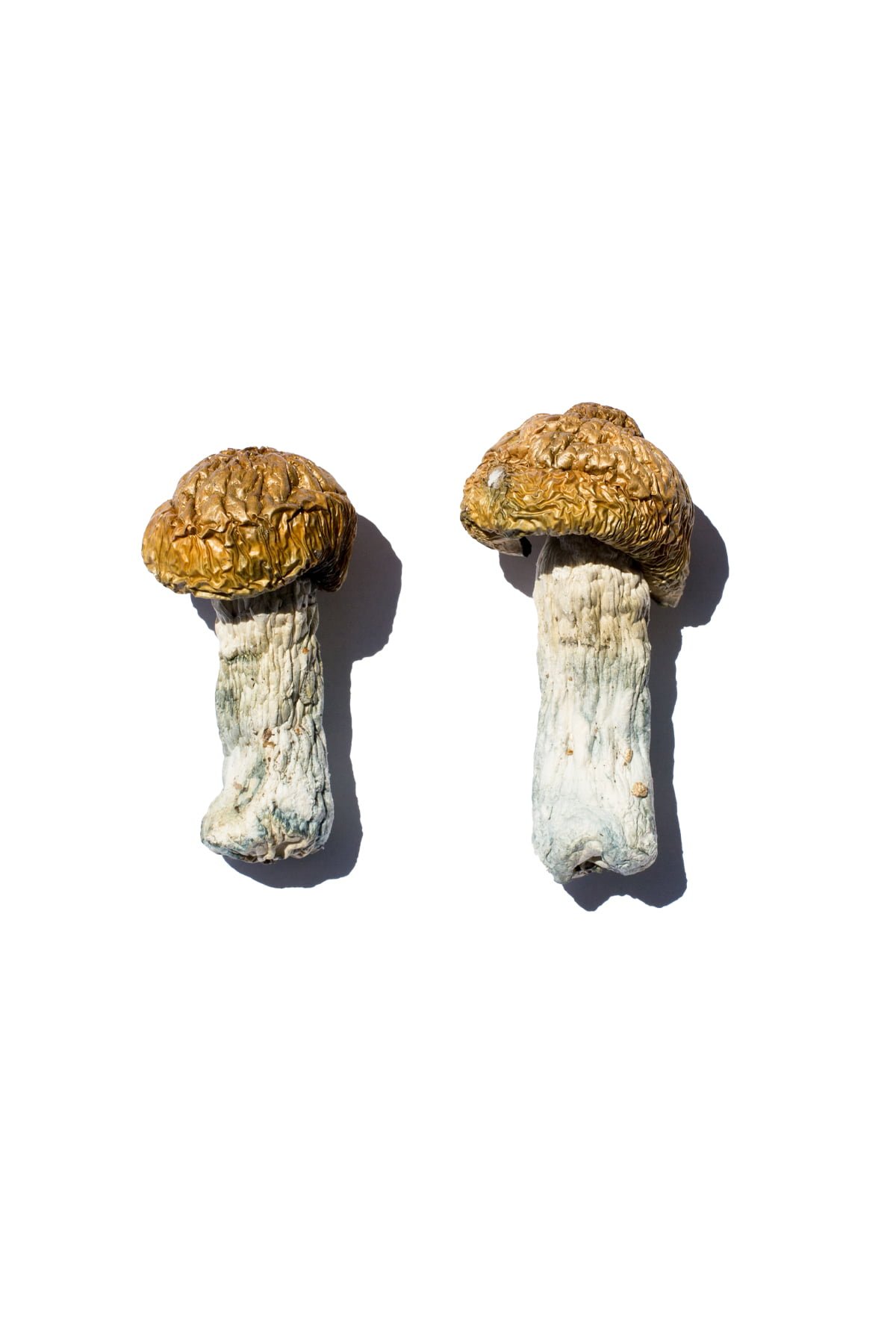 Buy Hero Magic Mushrooms